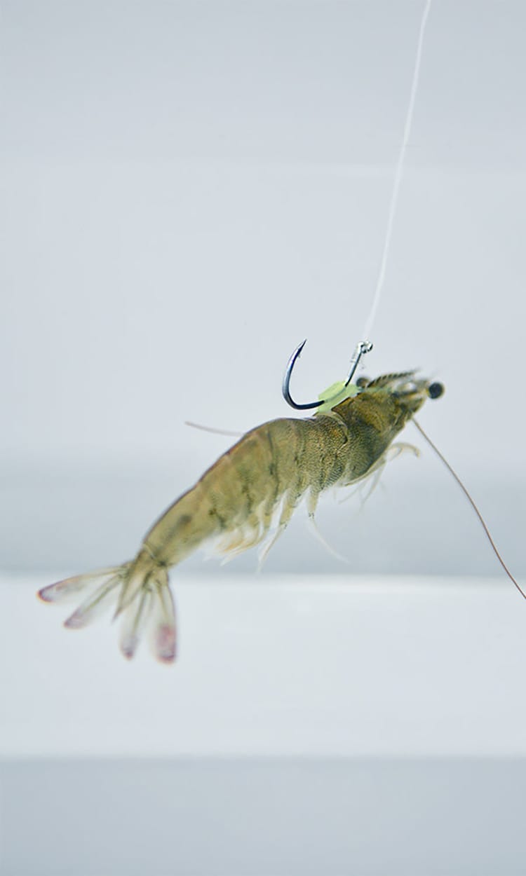 Luminous Live Shrimp Hooks